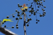 <strong>Anacardiaceae - Poupartia borbonica - J.F.Gmel.</strong><br />© Sarrailh Jean-Michel / CIRAD