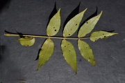 <strong>Anacardiaceae - Poupartia borbonica - J.F.Gmel.</strong><br />© Sarrailh Jean-Michel / CIRAD