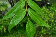 <strong>Anacardiaceae - Poupartia borbonica - J.F.Gmel.</strong><br />© Sarrailh Jean-Michel / CIRAD