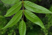 <strong>Anacardiaceae - Poupartia borbonica - J.F.Gmel.</strong><br />© Sarrailh Jean-Michel / CIRAD