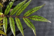 <strong>Anacardiaceae - Poupartia borbonica - J.F.Gmel.</strong><br />© Sarrailh Jean-Michel / CIRAD