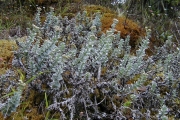 <strong>Asteraceae - Psiadia argentea - (Lam.) Cordem.</strong><br />© Baret Stéphane