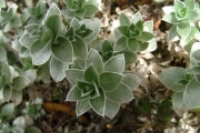 <strong>Asteraceae - Psiadia argentea - (Lam.) Cordem.</strong><br />© Baret Stéphane