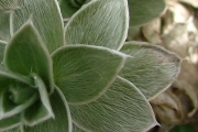 <strong>Asteraceae - Psiadia argentea - (Lam.) Cordem.</strong><br />© Baret Stéphane
