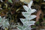 <strong>Asteraceae - Psiadia argentea - (Lam.) Cordem.</strong><br />© Baret Stéphane