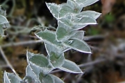 <strong>Asteraceae - Psiadia argentea - (Lam.) Cordem.</strong><br />© Baret Stéphane