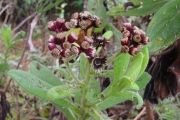 <strong>Asteraceae - Psiadia anchusifolia - (Poir.) Cordem.</strong><br />© Sarrailh Jean-Michel / CIRAD
