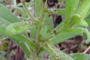 <strong>Asteraceae - Psiadia anchusifolia - (Poir.) Cordem.</strong><br />© Sarrailh Jean-Michel / CIRAD