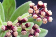 <strong>Asteraceae - Psiadia anchusifolia - (Poir.) Cordem.</strong><br />© Sarrailh Jean-Michel / CIRAD