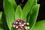 <strong>Asteraceae - Psiadia anchusifolia - (Poir.) Cordem.</strong><br />© Sarrailh Jean-Michel / CIRAD