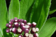<strong>Asteraceae - Psiadia anchusifolia - (Poir.) Cordem.</strong><br />© Sarrailh Jean-Michel / CIRAD