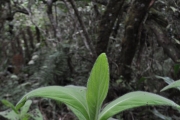 <strong>Asteraceae - Psiadia anchusifolia - (Poir.) Cordem.</strong><br />© Sarrailh Jean-Michel / CIRAD