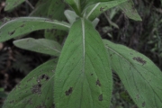 <strong>Asteraceae - Psiadia anchusifolia - (Poir.) Cordem.</strong><br />© Sarrailh Jean-Michel / CIRAD