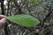 <strong>Asteraceae - Psiadia anchusifolia - (Poir.) Cordem.</strong><br />© Sarrailh Jean-Michel / CIRAD