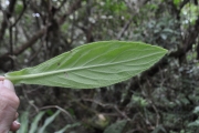 <strong>Asteraceae - Psiadia anchusifolia - (Poir.) Cordem.</strong><br />© Sarrailh Jean-Michel / CIRAD