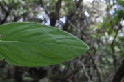 <strong>Asteraceae - Psiadia anchusifolia - (Poir.) Cordem.</strong><br />© Sarrailh Jean-Michel / CIRAD