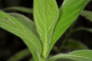 <strong>Asteraceae - Psiadia anchusifolia - (Poir.) Cordem.</strong><br />© Sarrailh Jean-Michel / CIRAD