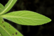 <strong>Asteraceae - Psiadia anchusifolia - (Poir.) Cordem.</strong><br />© Sarrailh Jean-Michel / CIRAD