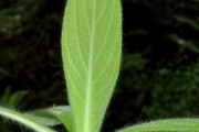 <strong>Asteraceae - Psiadia anchusifolia - (Poir.) Cordem.</strong><br />© Sarrailh Jean-Michel / CIRAD