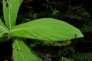 <strong>Asteraceae - Psiadia anchusifolia - (Poir.) Cordem.</strong><br />© Sarrailh Jean-Michel / CIRAD