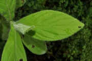 <strong>Asteraceae - Psiadia anchusifolia - (Poir.) Cordem.</strong><br />© Sarrailh Jean-Michel / CIRAD