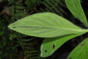 <strong>Asteraceae - Psiadia anchusifolia - (Poir.) Cordem.</strong><br />© Sarrailh Jean-Michel / CIRAD