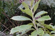 <strong>Asteraceae - Psiadia boivinii - (Klatt) Rob.</strong><br />© Baret Stéphane
