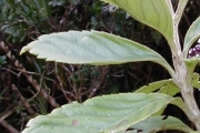 <strong>Asteraceae - Psiadia boivinii - (Klatt) Rob.</strong><br />© Baret Stéphane