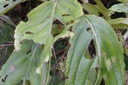 <strong>Asteraceae - Psiadia boivinii - (Klatt) Rob.</strong><br />© Baret Stéphane