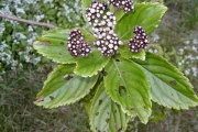 <strong>Asteraceae - Psiadia boivinii - (Klatt) Rob.</strong><br />© Baret Stéphane