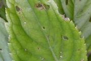 <strong>Asteraceae - Psiadia boivinii - (Klatt) Rob.</strong><br />© Baret Stéphane