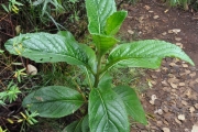 <strong>Asteraceae - Psiadia boivinii - (Klatt) Rob.</strong><br />© Sarrailh Jean-Michel / CIRAD