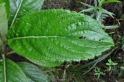<strong>Asteraceae - Psiadia boivinii - (Klatt) Rob.</strong><br />© Sarrailh Jean-Michel / CIRAD