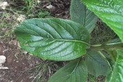 <strong>Asteraceae - Psiadia boivinii - (Klatt) Rob.</strong><br />© Sarrailh Jean-Michel / CIRAD