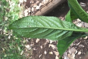 <strong>Asteraceae - Psiadia boivinii - (Klatt) Rob.</strong><br />© Sarrailh Jean-Michel / CIRAD