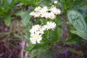 <strong>Asteraceae - Psiadia dentata - (Cass.) DC.</strong><br />© Perroud Annaïg