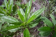 <strong>Asteraceae - Psiadia dentata - (Cass.) DC.</strong><br />© Perroud Annaïg