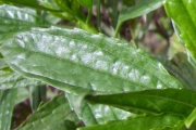 <strong>Asteraceae - Psiadia dentata - (Cass.) DC.</strong><br />© Perroud Annaïg