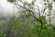<strong>Asteraceae - Psiadia dentata - (Cass.) DC.</strong><br />© Madaule Tiana