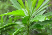 <strong>Asteraceae - Psiadia dentata - (Cass.) DC.</strong><br />© Madaule Tiana