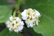 <strong>Asteraceae - Psiadia dentata - (Cass.) DC.</strong><br />© Madaule Tiana