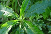 <strong>Asteraceae - Psiadia laurifolia - (Lam.) Cordem.</strong><br />© Sarrailh Jean-Michel / CIRAD