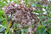 <strong>Asteraceae - Psiadia laurifolia - (Lam.) Cordem.</strong><br />© Baret Stéphane
