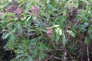 <strong>Asteraceae - Psiadia laurifolia - (Lam.) Cordem.</strong><br />© Baret Stéphane