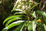 <strong>Asteraceae - Psiadia laurifolia - (Lam.) Cordem.</strong><br />© Baret Stéphane