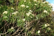 <strong>Asteraceae - Psiadia laurifolia - (Lam.) Cordem.</strong><br />© Baret Stéphane