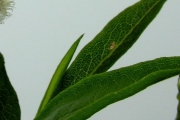<strong>Asteraceae - Psiadia laurifolia - (Lam.) Cordem.</strong><br />© Sarrailh Jean-Michel / CIRAD