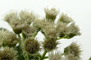 <strong>Asteraceae - Psiadia laurifolia - (Lam.) Cordem.</strong><br />© Sarrailh Jean-Michel / CIRAD