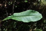 <strong>Asteraceae - Psiadia laurifolia - (Lam.) Cordem.</strong><br />© Sarrailh Jean-Michel / CIRAD