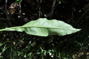 <strong>Asteraceae - Psiadia laurifolia - (Lam.) Cordem.</strong><br />© Sarrailh Jean-Michel / CIRAD